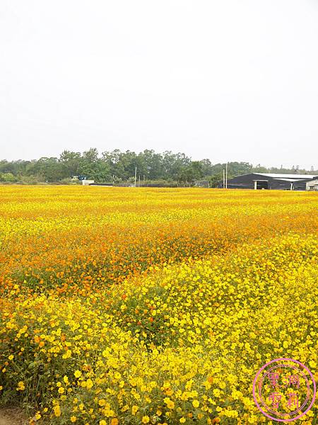新社花海-42.jpg