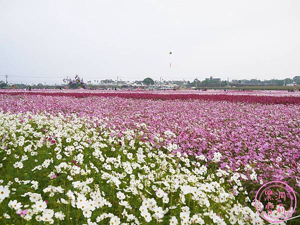 新社花海-03.jpg