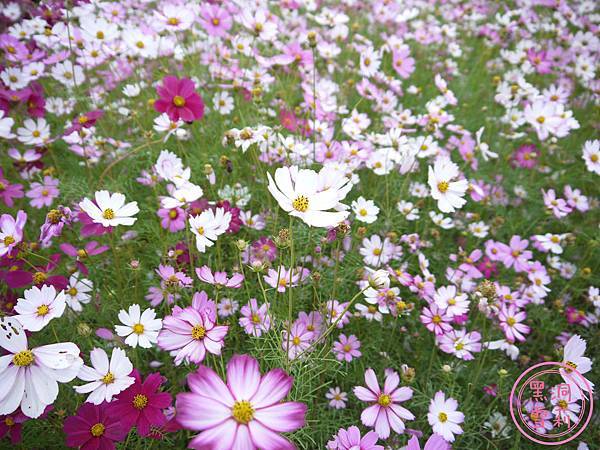 新社花海-05.jpg