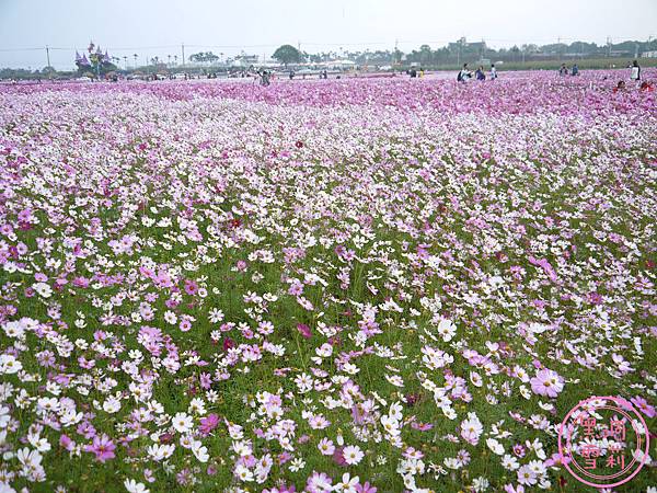 新社花海-09.jpg