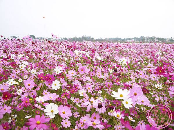 新社花海-11.jpg