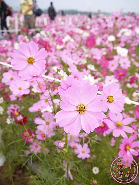 新社花海-12.jpg
