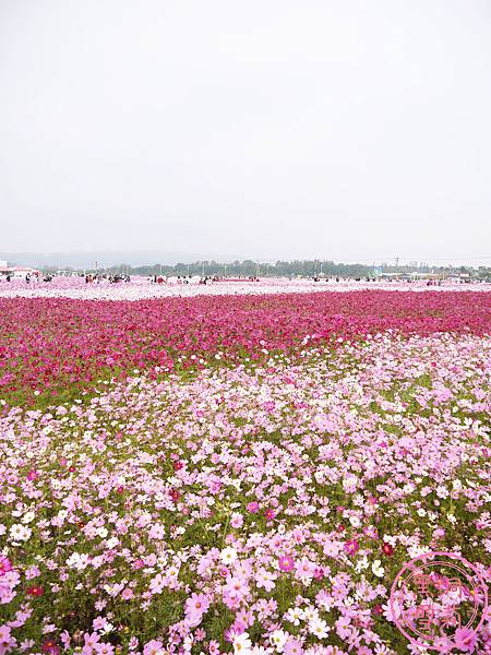新社花海-13.jpg