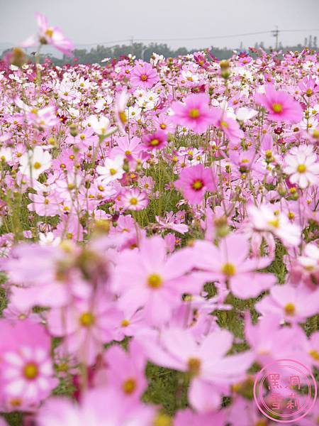 新社花海-14.jpg
