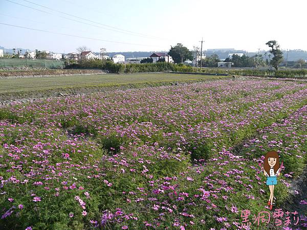 花海-31.jpg 花海-31.jpg