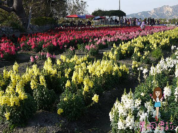 花海-32.jpg 花海-32.jpg