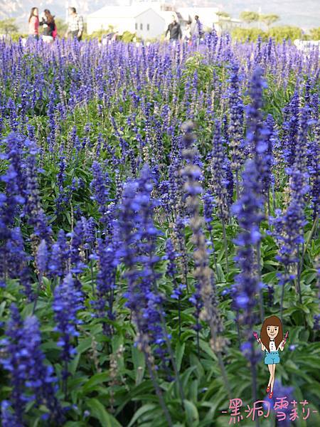 花海-34.jpg 花海-34.jpg