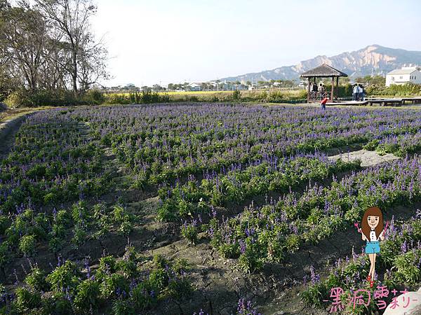 花海-35.jpg 花海-35.jpg