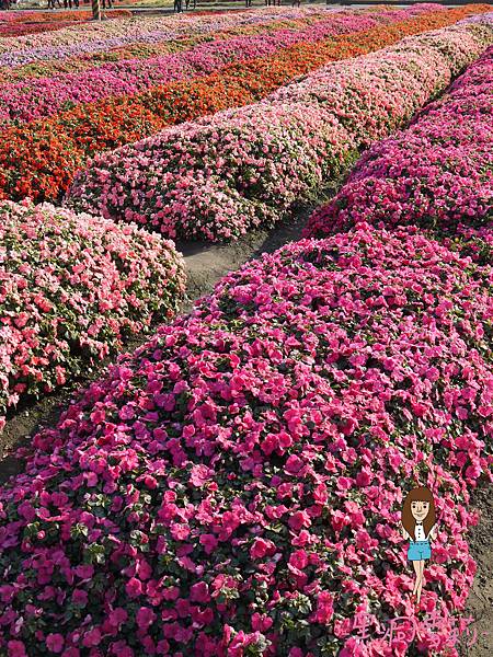 花海-40.jpg 花海-40.jpg