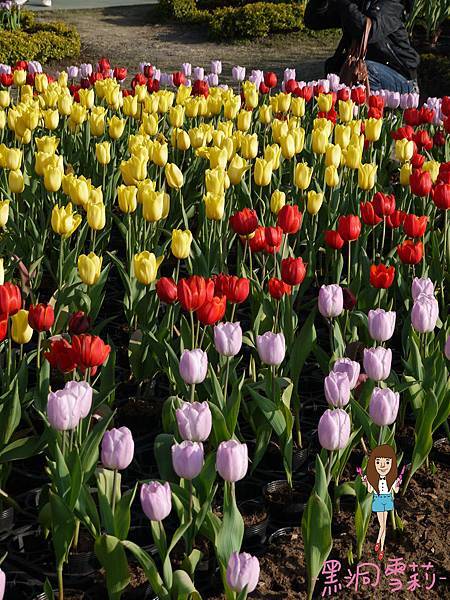 花海-44.jpg 花海-44.jpg