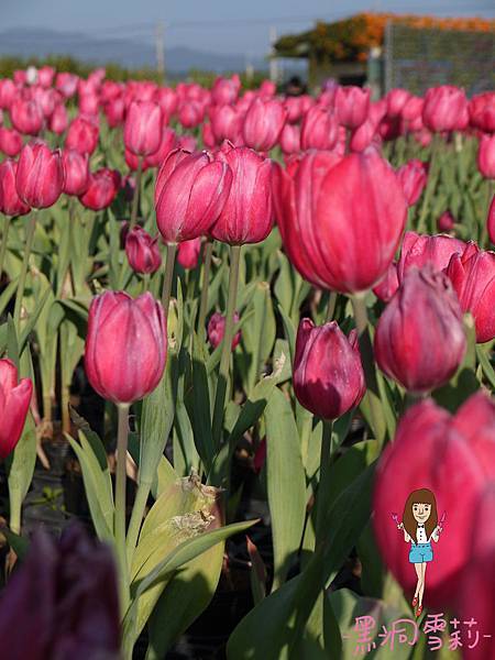 花海-47.jpg 花海-47.jpg