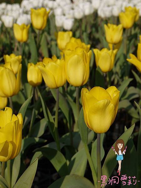 花海-52.jpg 花海-52.jpg