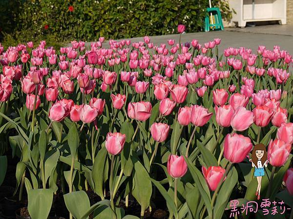 花海-55.jpg 花海-55.jpg