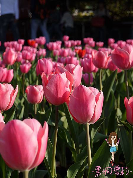 花海-56.jpg 花海-56.jpg