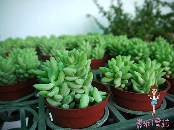 花海-03.jpg 花海-03.jpg