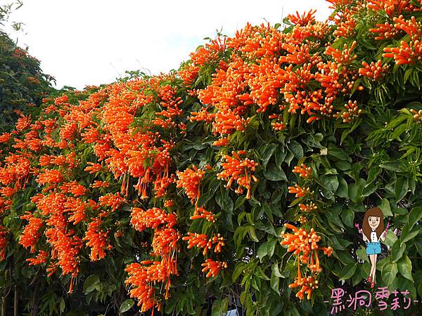 花海-05.jpg 花海-05.jpg