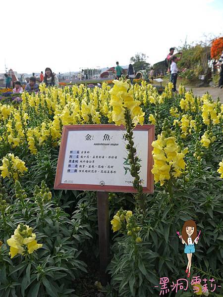 花海-06.jpg 花海-06.jpg