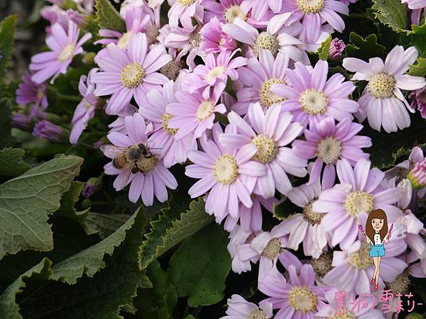 花海-07.jpg 花海-07.jpg