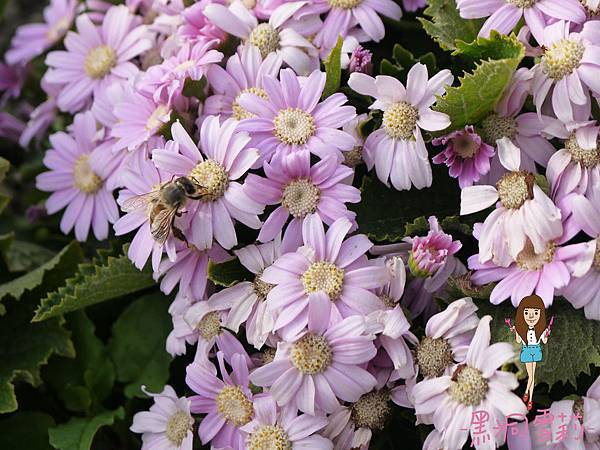 花海-08.jpg 花海-08.jpg