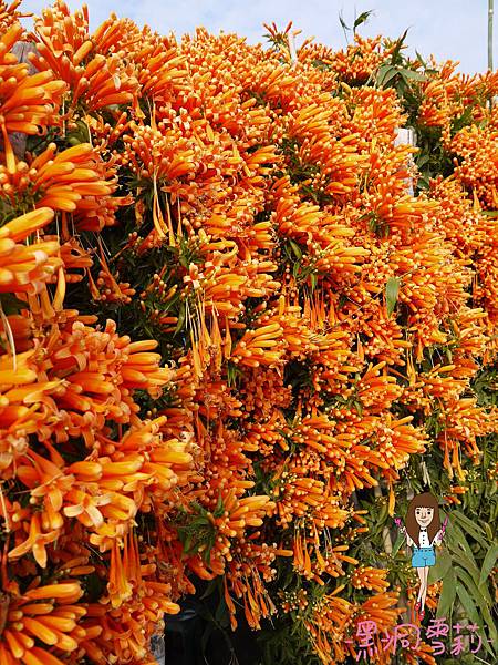 花海-10.jpg 花海-10.jpg