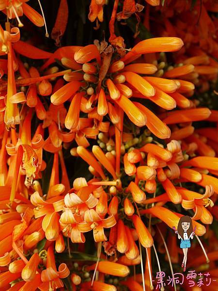 花海-11.jpg 花海-11.jpg