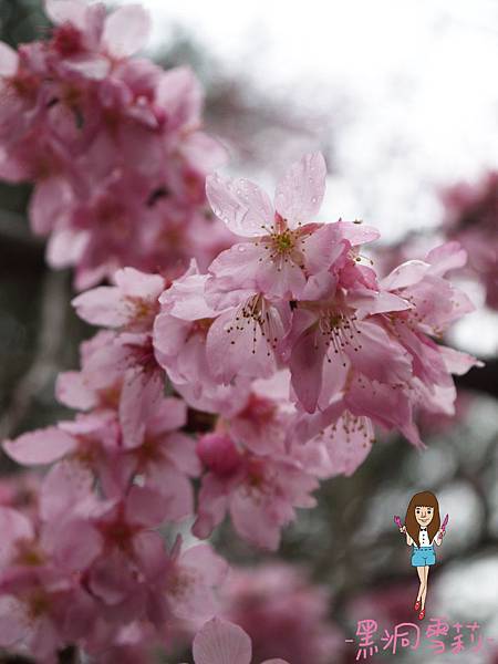 櫻花-32.jpg