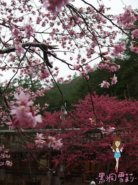 櫻花-34.jpg
