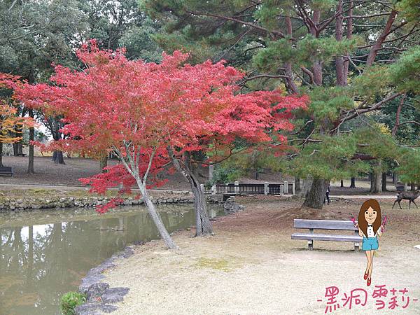 奈良公園-33.jpg