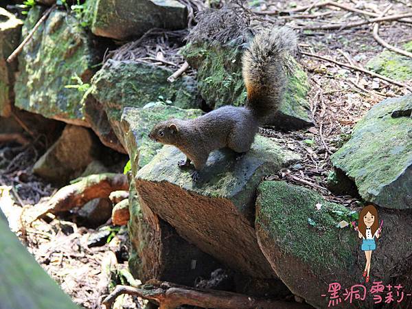 溪頭自然教育園區-27.jpg
