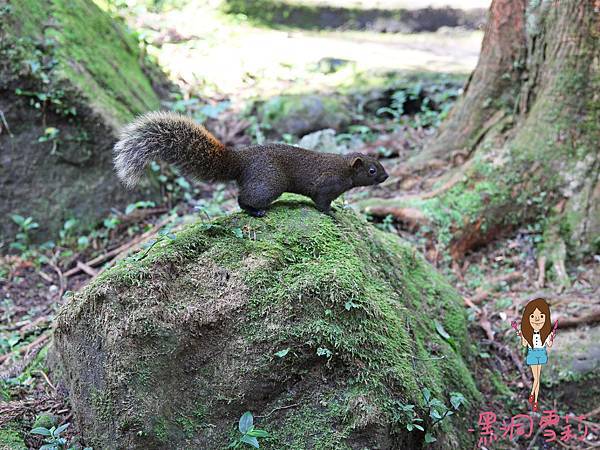 溪頭自然教育園區-28.jpg