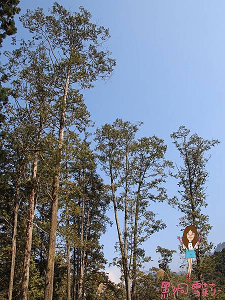 溪頭自然教育園區-33.jpg