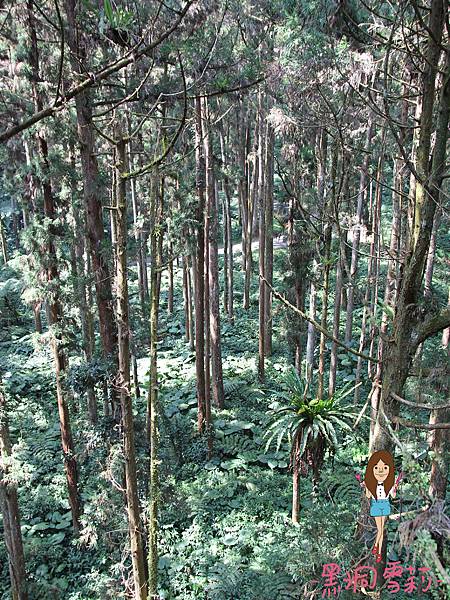 溪頭自然教育園區-48.jpg