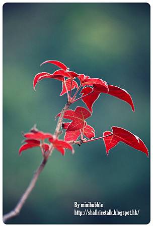 IMG_9037 IMG_9037