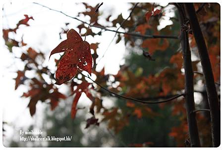 IMG_9045 IMG_9045
