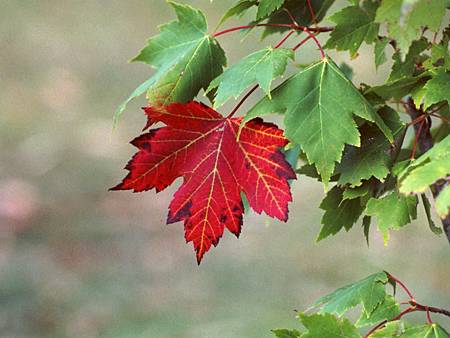 maple-tree-leaf