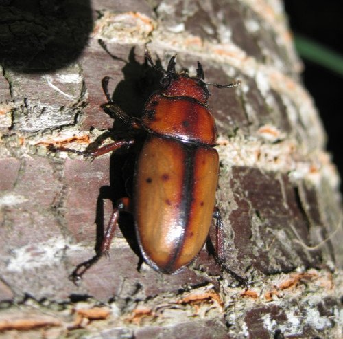 176-2094.jpg 176-2094.jpg