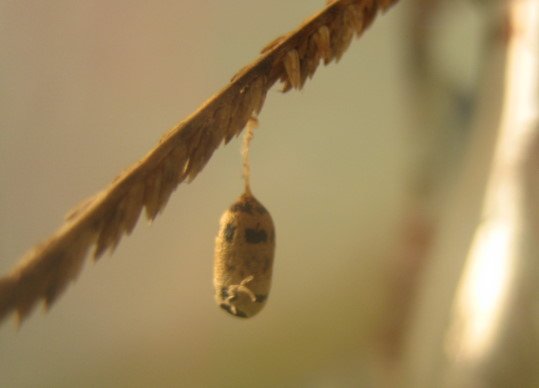 176-6515.jpg 176-6515.jpg