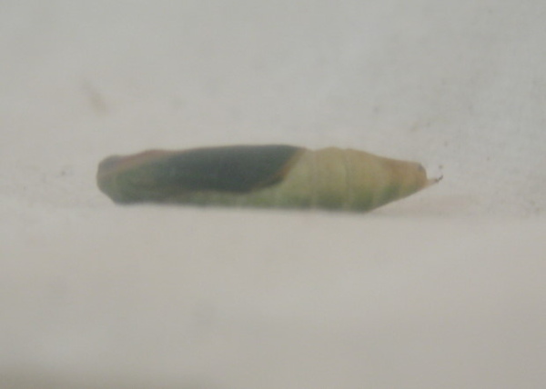 IMG_9413-1.JPG IMG_9413-1.JPG