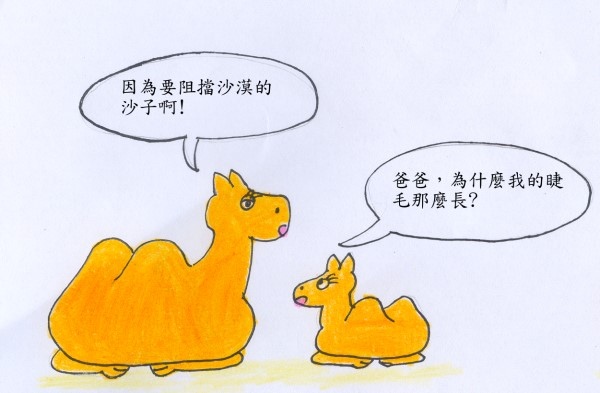 駱駝1.jpg