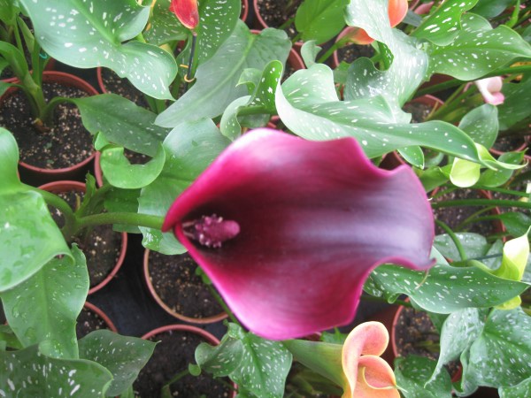 IMG_3519.JPG