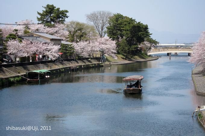 20110412_Kyoto-155_宇治 中之島_1.JPG 20110412_Kyoto-155_宇治 中之島_1.JPG