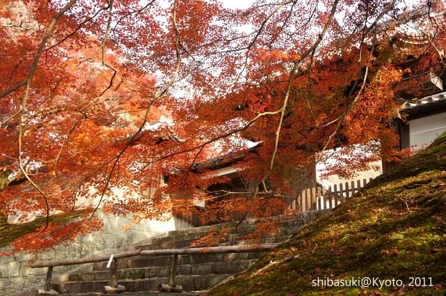 京都 11 洛北紅葉三選 曼殊院 Shibasuki的隨手拍 痞客邦