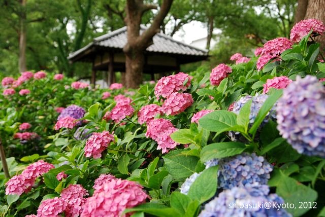 20120628_Kyoto-162_藤森神社_1 20120628_Kyoto-162_藤森神社_1