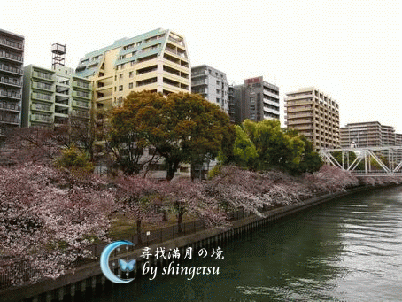 IMG_0081-櫻之宮公園河岸櫻花.gif