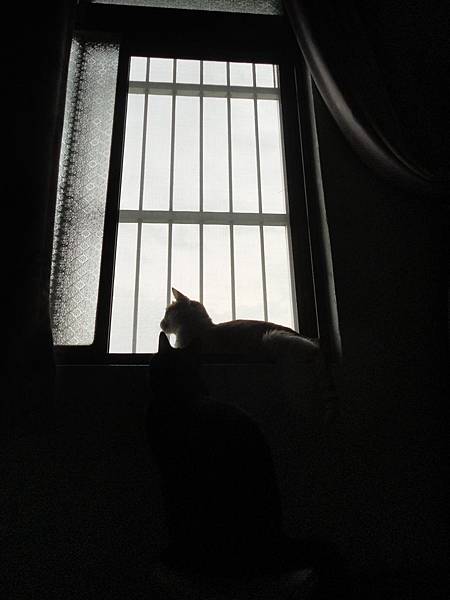 窗邊的喵咪 窗邊的喵咪