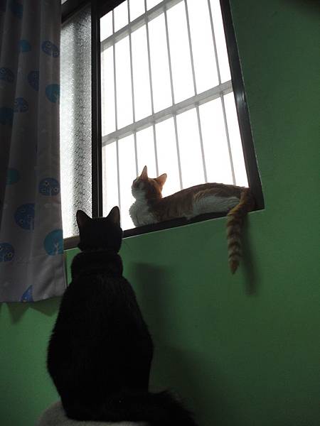 窗邊的喵咪 窗邊的喵咪