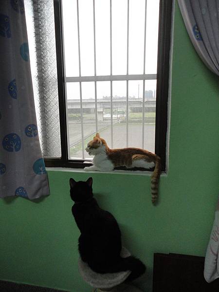 窗邊的喵咪 窗邊的喵咪