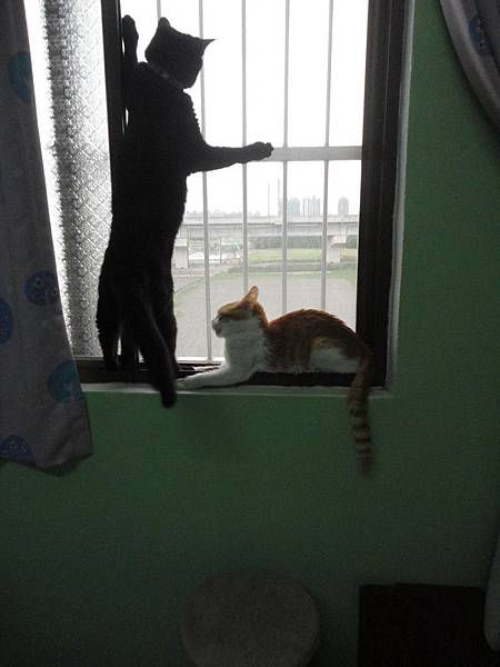 窗邊的喵咪 窗邊的喵咪