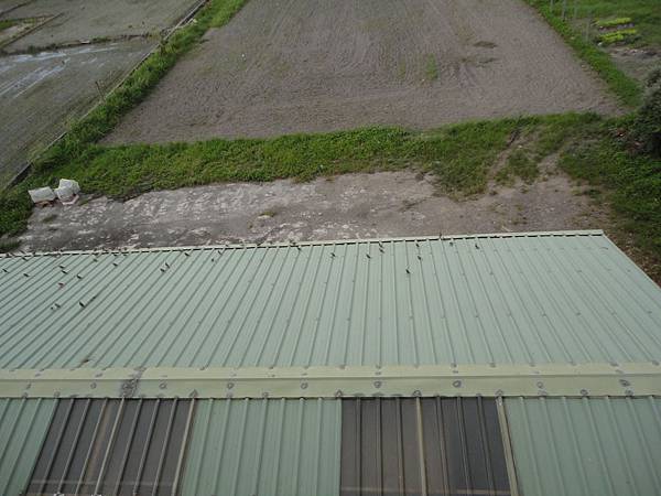 窗邊的喵咪 窗邊的喵咪