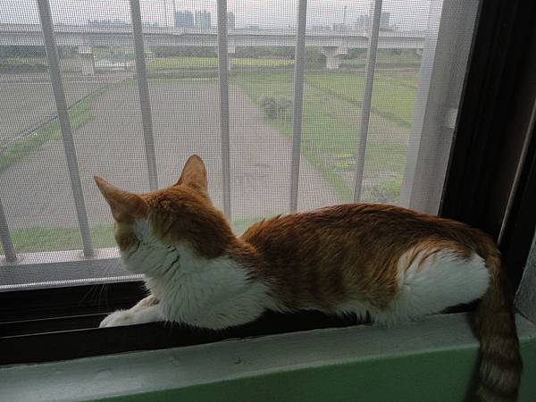 窗邊的喵咪 窗邊的喵咪